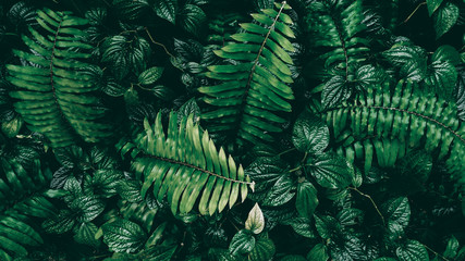 Tropical green leaf in dark tone.