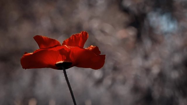 Symbol of memory-poppy bud.The sun's rays illuminate the poppy flower.Reflection of light in the poppy petals.