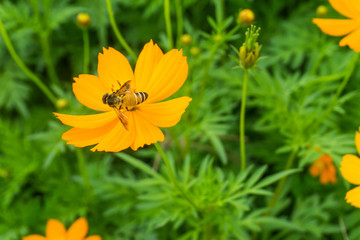 Bee  sucking nectar from yellow cosmos,isolated,macro,turn back