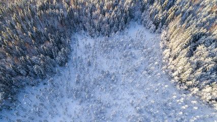 View from above. Trees covered by snow. Forest near the marsh. 