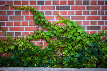 green leaves growing on red brick walls. 
