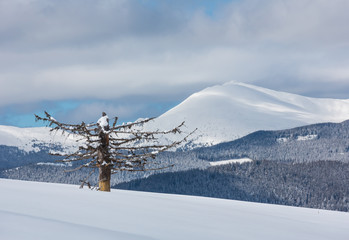 Winter snowy Carpathian mountains, Ukraine