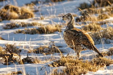 Sage Grouse Sunrise