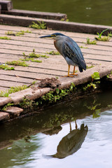 Socozinho, Striated Heron (Butorides Striata)
