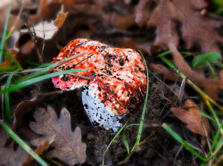 Seta silvestre semi enterrada en primer plano y fondo desenfocado