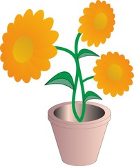 Obraz premium maceta