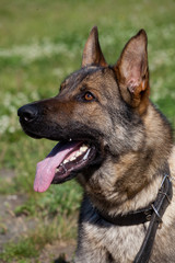Portrait of  dog of  breed of German Shepherd in profil on  background of green grass