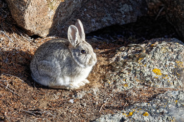 Desert Cottontail
