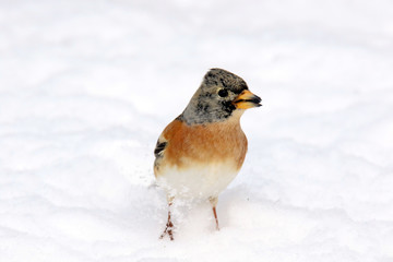Bergfink-Weibchen im Schnee