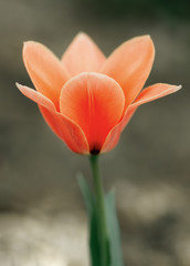 Naklejka premium Red tulip flower. Easter or Valentine. Blooming fragrant red tulip.