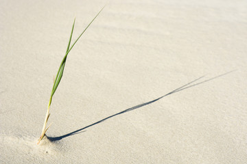 Grüne Pflanzen in der Wüste