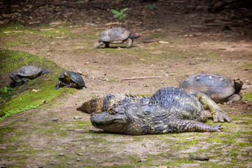 crocodile with turtle
