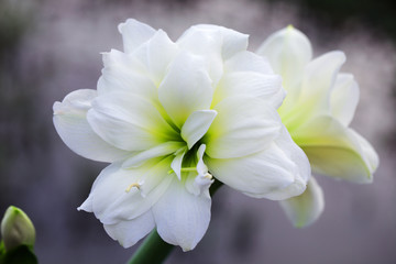 close up of white amaryllis flower background