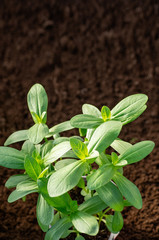 Growing zinnia from seed in the garden and in the greenhouse. Young shoots of zinnia.