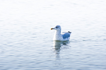 Möwen am Nord See