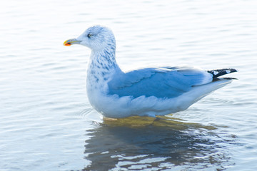 Möwen am Nord See