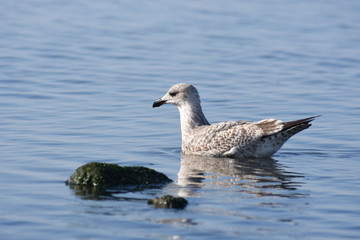 Möwen am Nord See