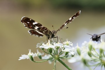 papillon brun