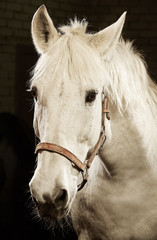 Vertical portrait of white horse on black isolated background