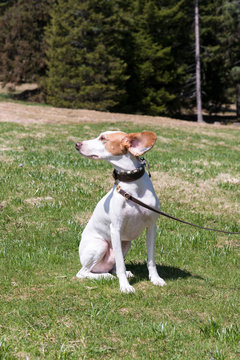 Ohren auf Durchzug-Jagdhund im Wind