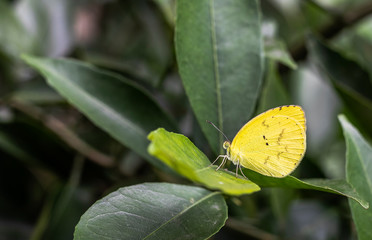 butterfly resting on a leaf