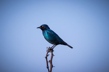 Bird resting on a branch