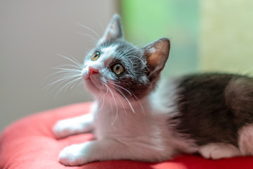 Cute Baby Cat Portrait At Home