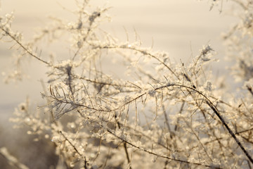 Frozen dry plants in winter