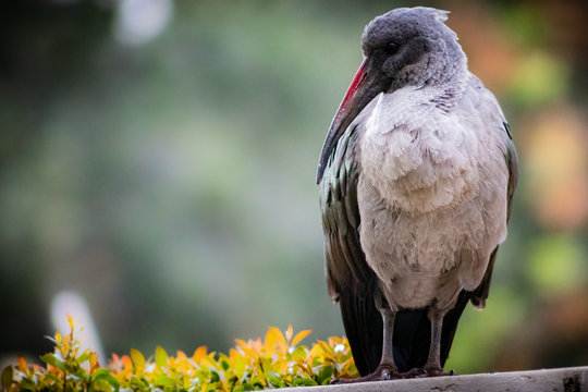 Hadada Ibis