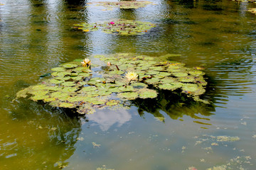 Isola di ninfee gialle