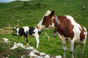 Naklejka na ściany i meble cows graze in a field