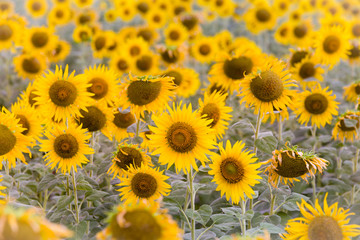 Fototapeta na wymiar Full bloom sunflower field selective focused
