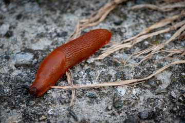 land slug