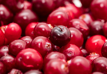 Red cranberry berries as a background
