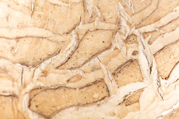 Cracks in the mushroom as an abstract background