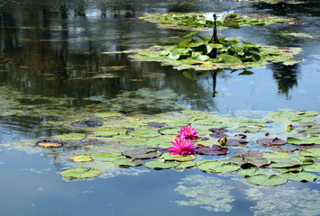 La vita dello stagno