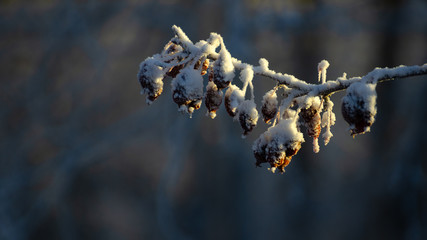 Crabapple Tree in Winter