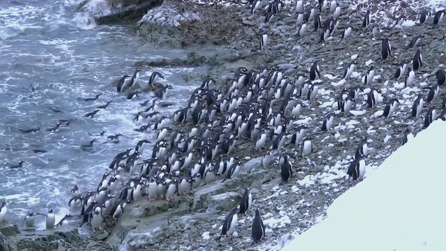 large flock of penguin Gentu that goes to the shore of the Antarctic island in winter evening