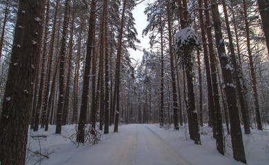 Snow road in the forest in winter