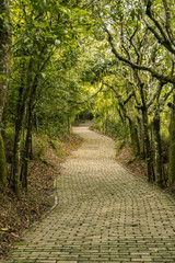 Sinuous walkway in the woods