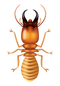 illustration termite, vector