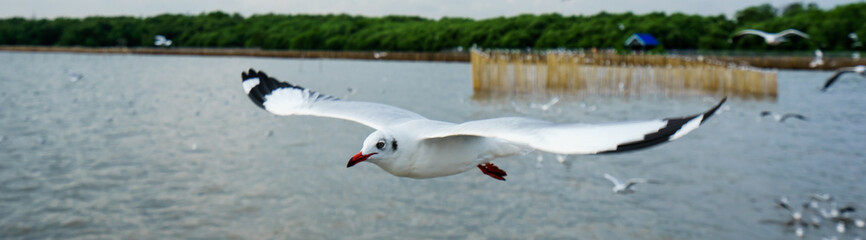 The seagull flying in a sky as a background at Bangpoo.