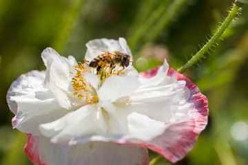 bees in poppy flowers