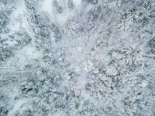 Fototapeta premium Snow covered trees from above