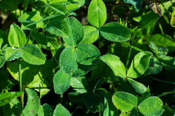 fresh clover background
