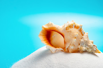 Obraz na płótnie Canvas conch shell on white sand on a blue background