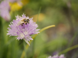 nice macro shot of a honey bee looking into camera before flying away on purple flower in front of green grass