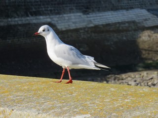 mouette