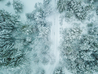 Snow covered trees from above