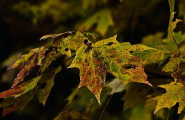 Locals enjoy safe Halloween events at Decatur Public Library and Halloween High School at MacArthur High School. The event was used for a safe trick or treating for the area.
